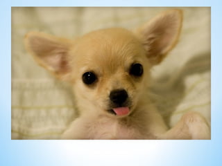 Cute Creatures 