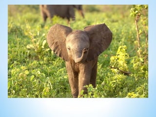 Cute Creatures 