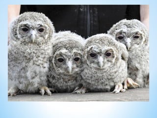 Cute Creatures 