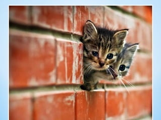 Cute Creatures 