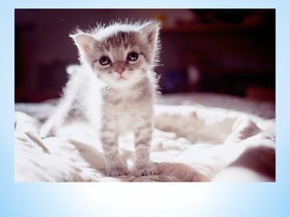 Cute Creatures 