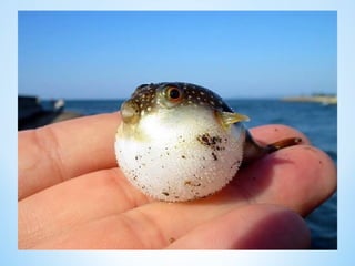 Cute Creatures 