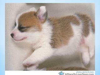 Cute Creatures 