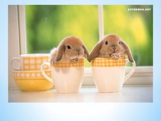 Cute Creatures 