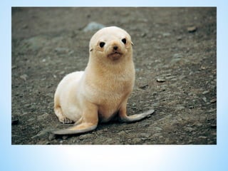 Cute Creatures 