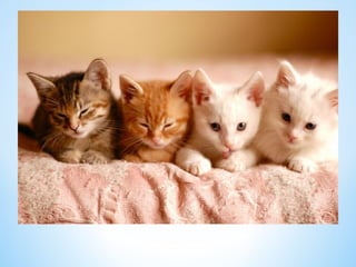 Cute Creatures 