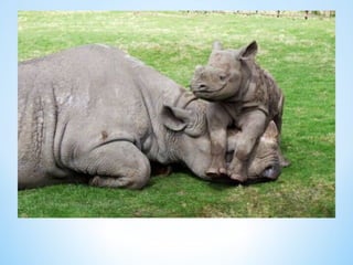 Cute Creatures 