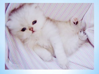 Cute Creatures 