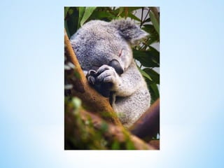 Cute Creatures 