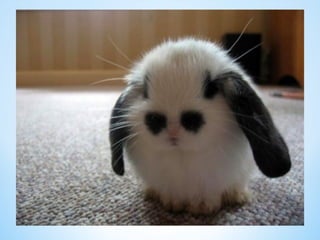 Cute Creatures 