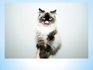Cute Creatures 