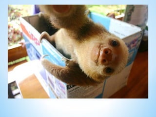 Cute Creatures 