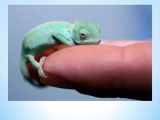 Cute Creatures 