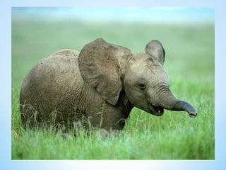 Cute Creatures 