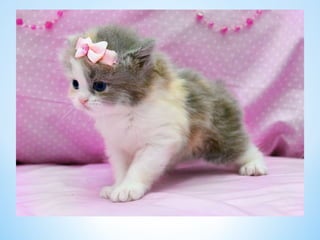 Cute Creatures 