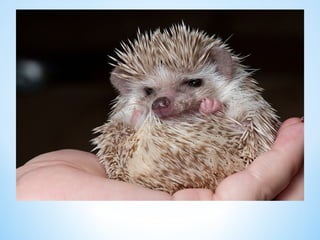 Cute Creatures 