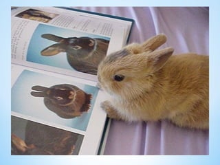 Cute Creatures 