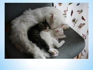 Cute Creatures 
