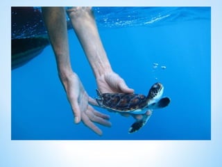 Cute Creatures 