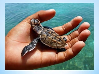 Cute Creatures 