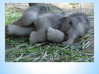 Cute Creatures 