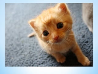 Cute Creatures 