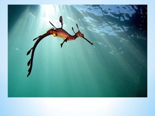 Cute Creatures 