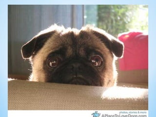 Cute Creatures 