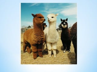 Cute Creatures 