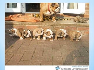 Cute Creatures 