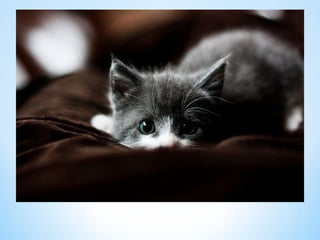 Cute Creatures 