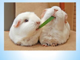 Cute Creatures 