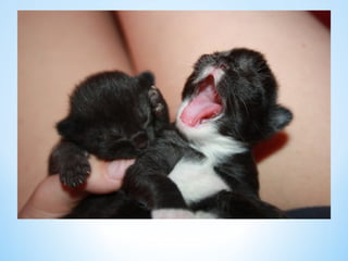 Cute Creatures 