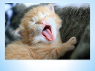 Cute Creatures 