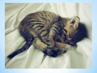 Cute Creatures 