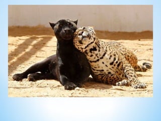 Cute Creatures 