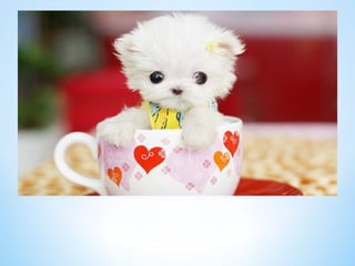 Cute Creatures 