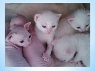 Cute Creatures 