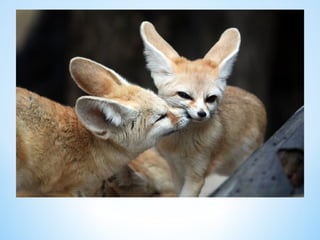 Cute Creatures 