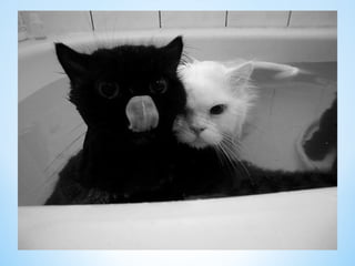 Cute Creatures 