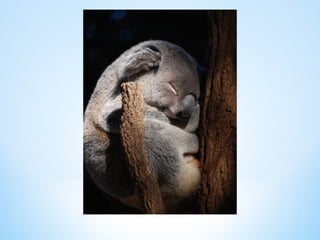 Cute Creatures 