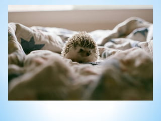 Cute Creatures 