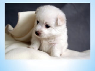 Cute Creatures 