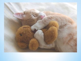 Cute Creatures 