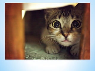 Cute Creatures 