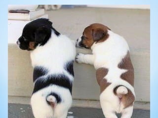 Cute Creatures 