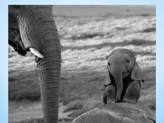 Cute Creatures 