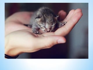 Cute Creatures 
