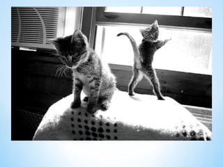 Cute Creatures 
