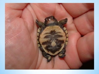 Cute Creatures 